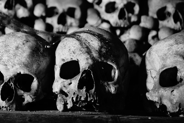 skulls in museum