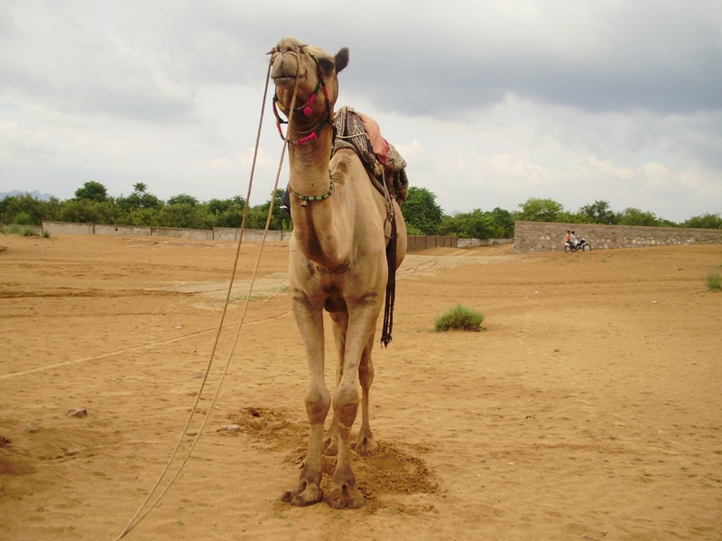 Camel Safari in Pushkar