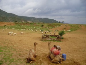 Camel Safari in Pushkar