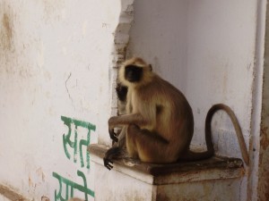 Grey lagur monkeys