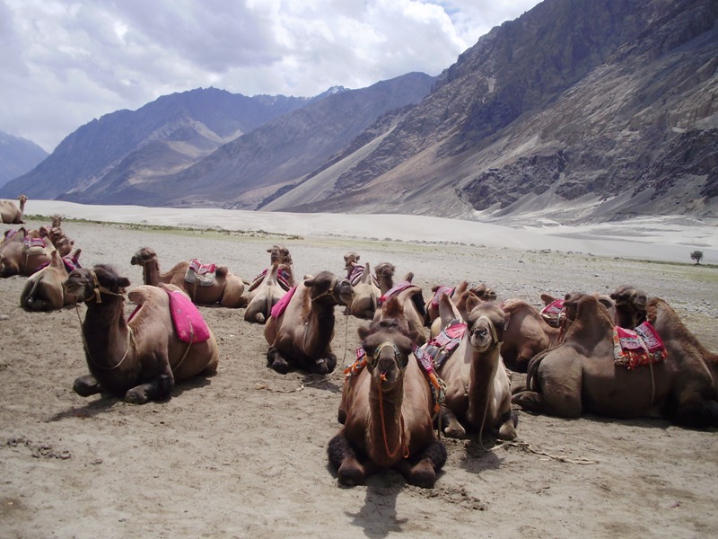 bactrian camels in nubra valley