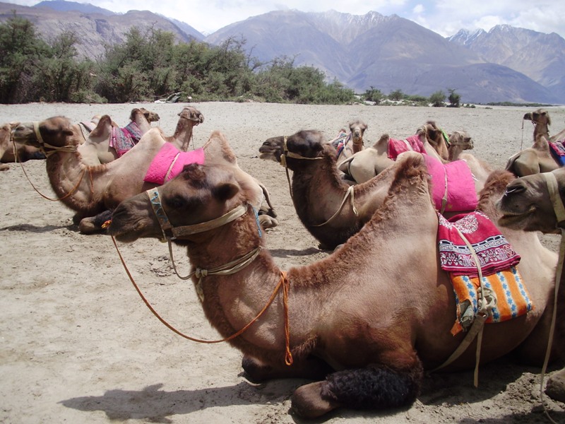 bactrian camels in nubra valley
