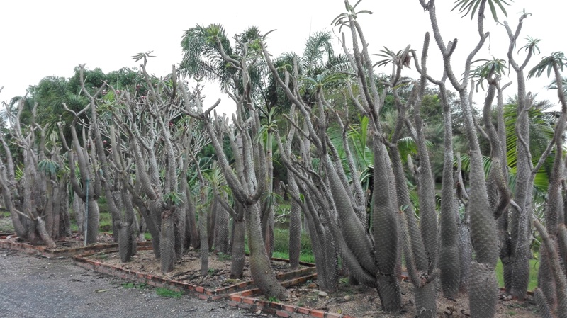 Botanical Garden in Chiang Mai