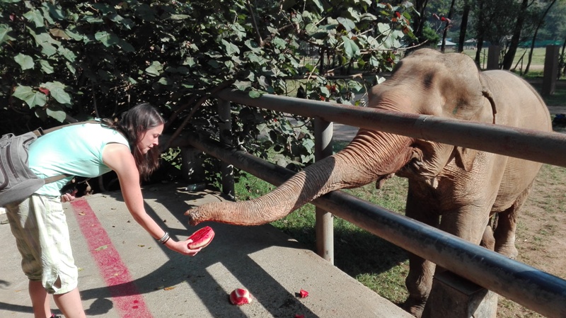  Feeding Elephant 