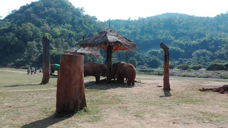  Elephant Park in North Thailand