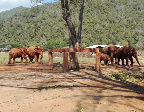 Elephant Nature Park