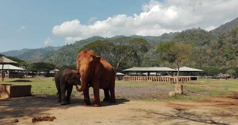  Elephant Nature Park