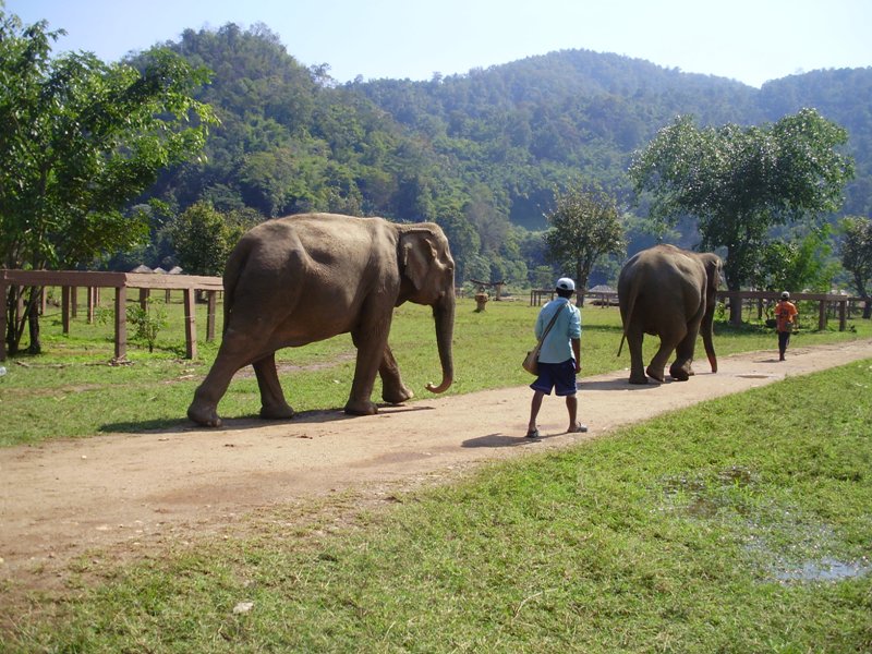 Elephant near Chiang Mai