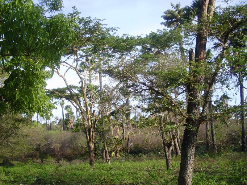 Trees in Baluran National Park 