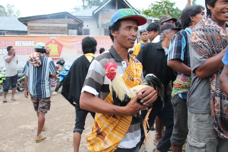cockfight in Indonesia