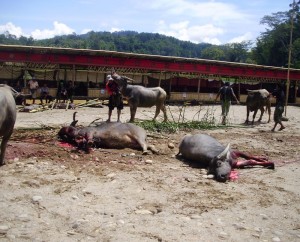 funeral ceremony in Tana Toraja