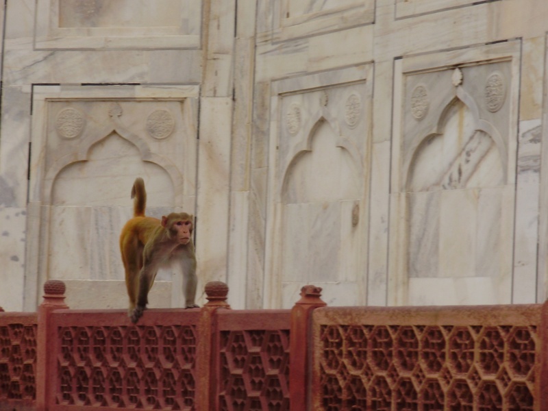 monkey on Taj Mahal