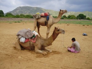 camel ride in Pushkar