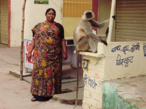 Grey lagur monkeys in Pushkar