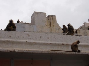 Grey lagur monkeys
