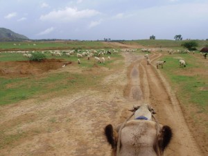 Camel Safari in Pushkar