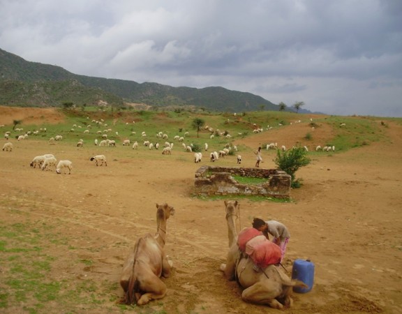 Camel Safari in Pushkar