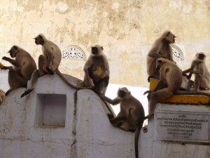 Grey lagur monkeys