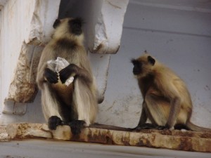 Grey lagur monkeys