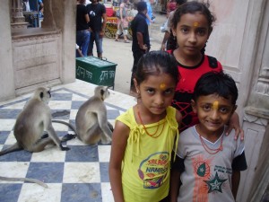 Grey lagur monkeys