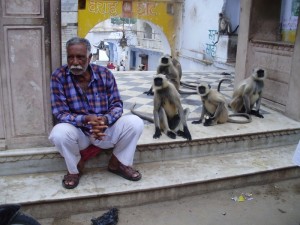 Grey lagur monkeys