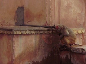 monkey temple Jaipur