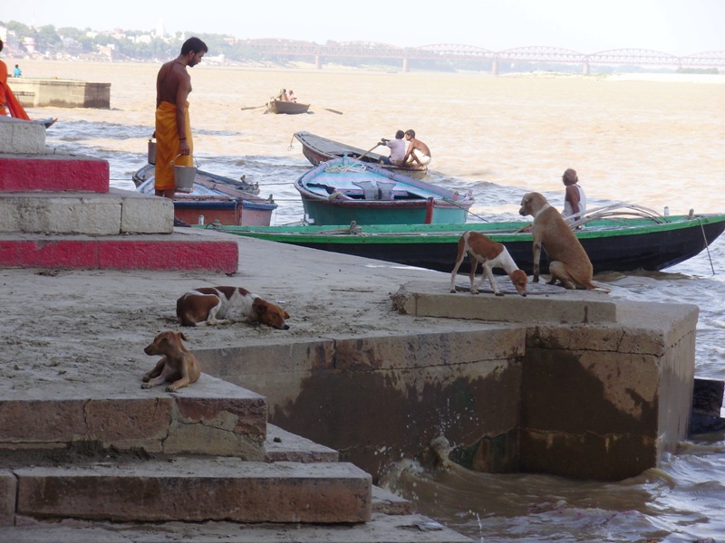 dogs on ghats in Varanasi