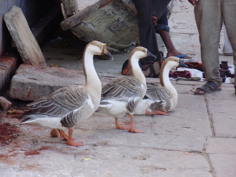 animals on ghats in Varanasi