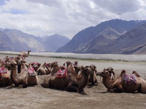 bactrian camels in nubra valley
