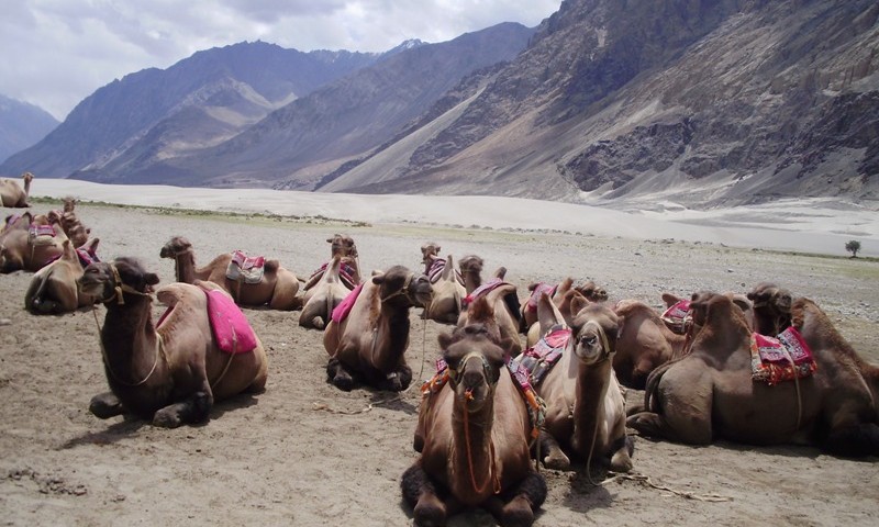 bactrian camels in nubra valley