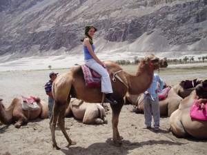 bactrian camels in nubra valley