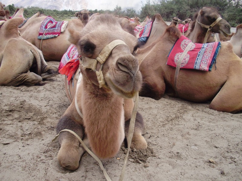 bactrian camel in nubra valley