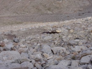 road to nubra valley