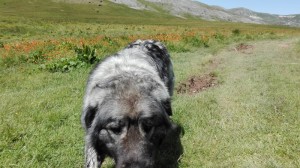 Hiking in Mavrovo national park