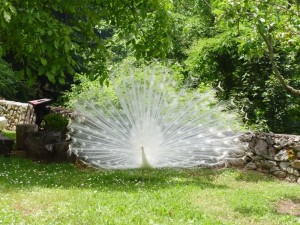 albino peacock
