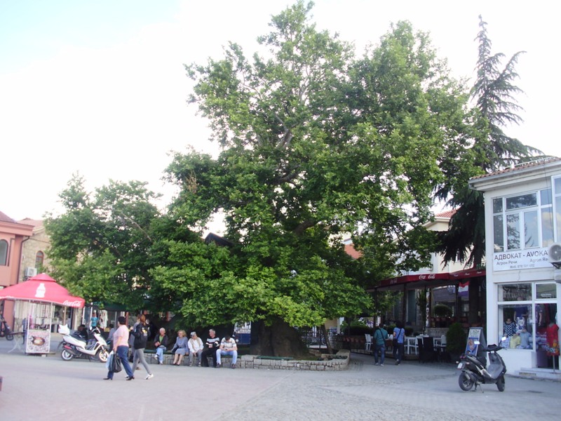 old Plane tree, Ohrid