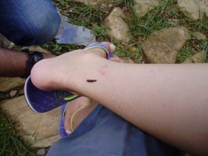 leeches in Pokhara