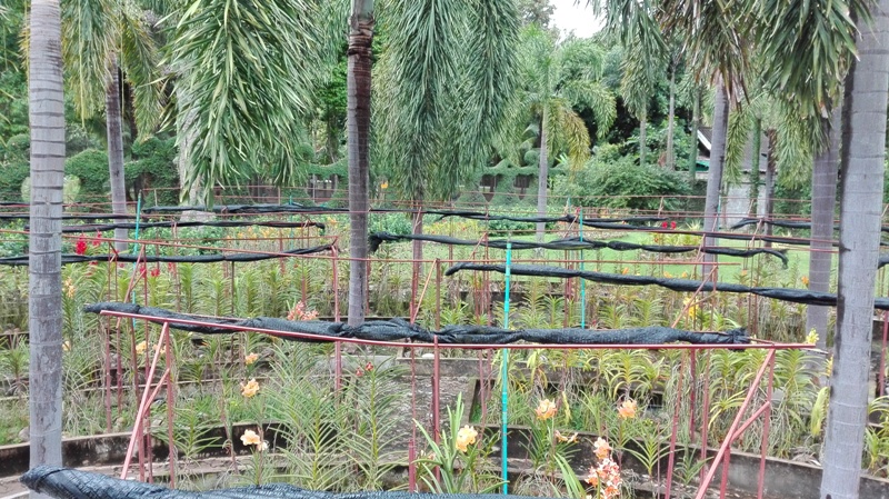 Botanical Garden in Chiang Mai