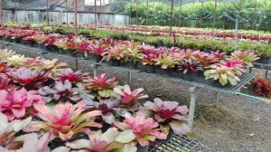 Tweechol Botanical Garden in Chiang Mai