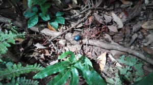 Nature trail Mae Pan