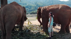 Elephant Park in North Thailand