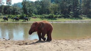 Elephant Park in North Thailand