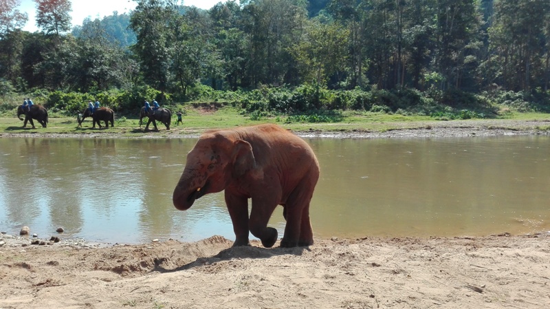  Elephant Park in North Thailand
