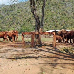 Elephant Nature Park in Chiang Mai – Day in the Best Sanctuary in Thailand