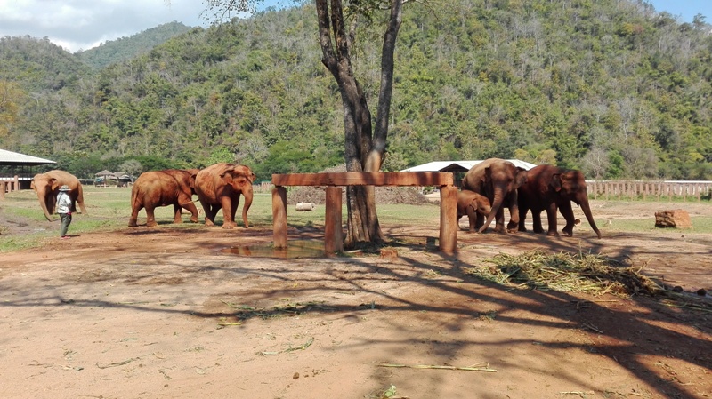 Elephant Nature Park