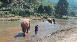 Elephant Park