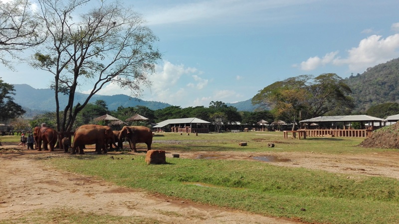  Elephant Park