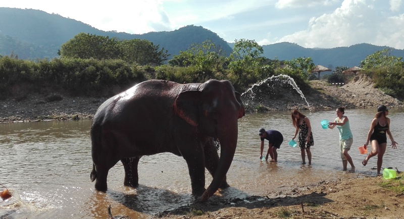 Bathing Elephant 