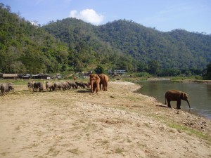 Elephant Park in North Thailand