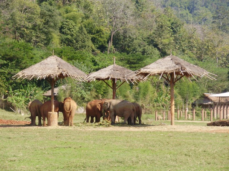 Elephant near Chiang Mai